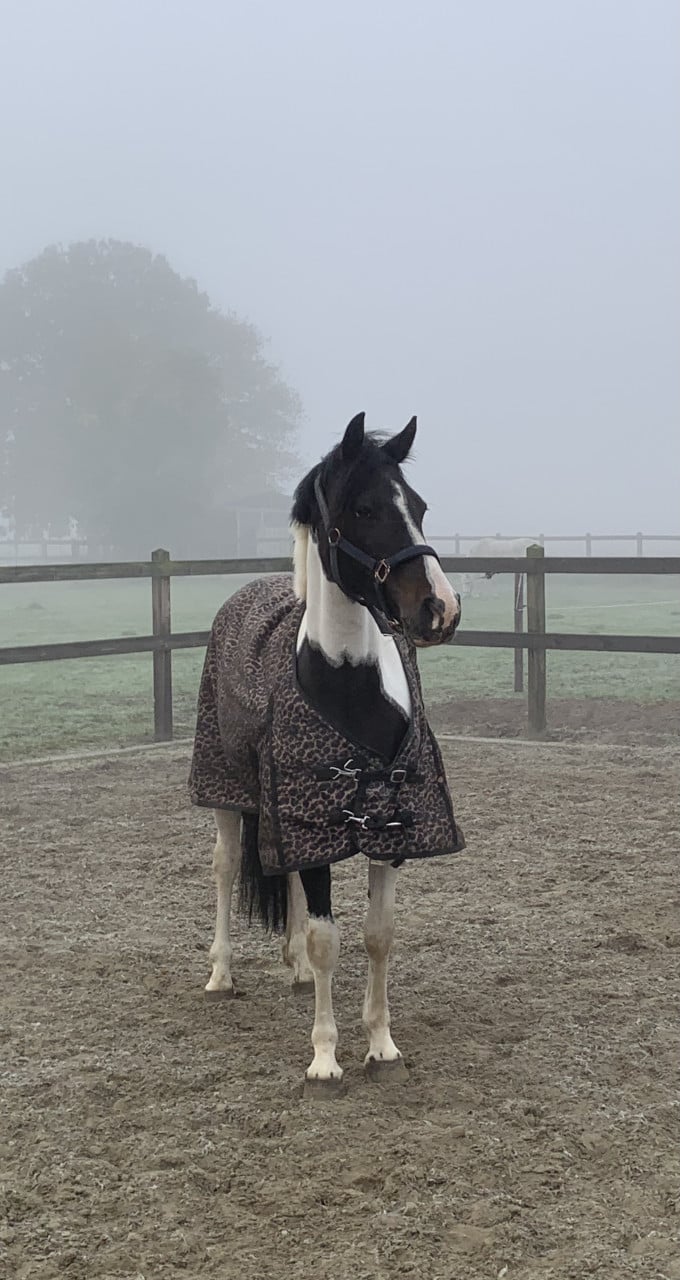 Hele lieve en knappe pony