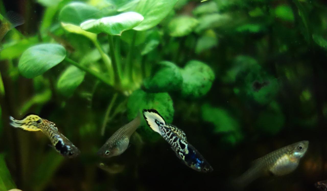 Endler guppen Yellow Tiger