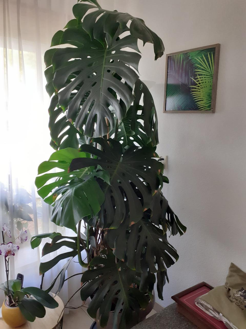 Grote monstera gatenplant