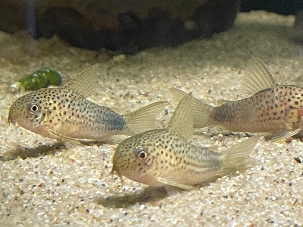 Hoplisoma (corydoras) Simile