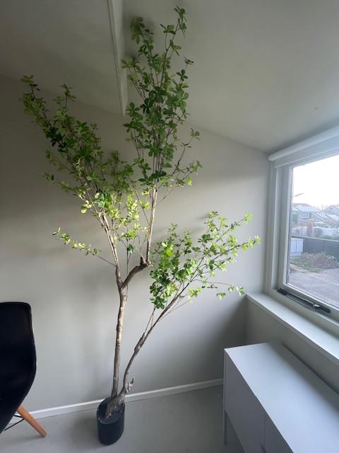 Kunstplant 'Ekianthus' van Kave Home