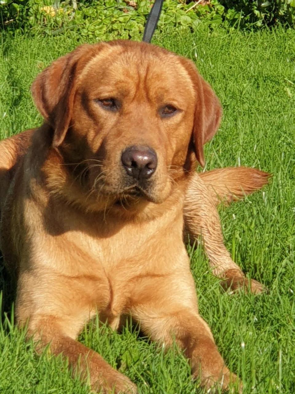 Labradoodle f1 pups beschikbaar
