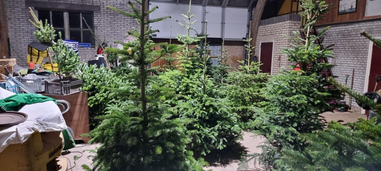 Nog steeds mooie kerstbomen te koop