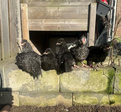Mooie zwarte Araucana hennen te koop