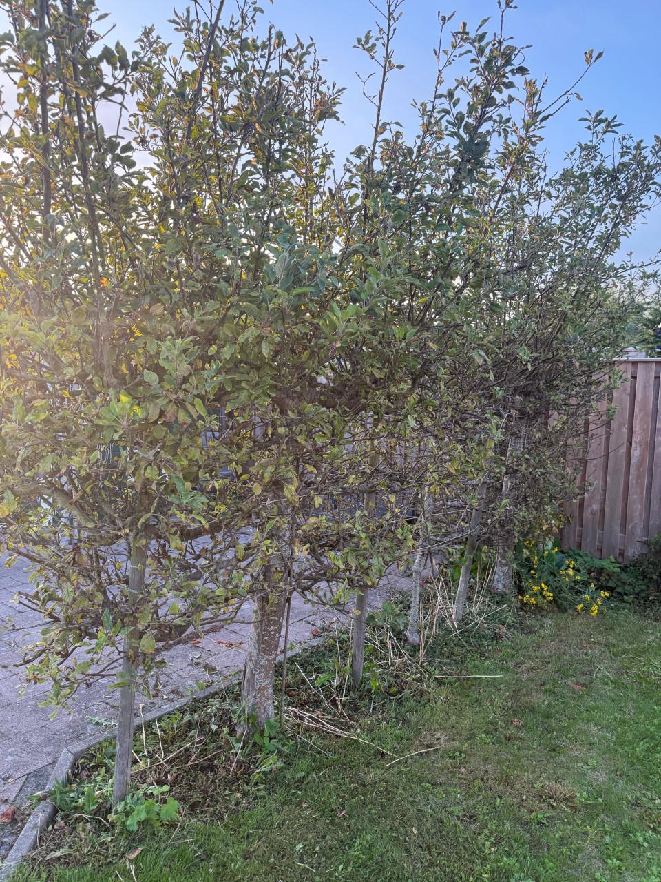 3 appelbomen