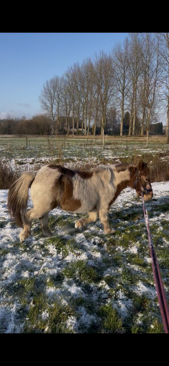 Lieve oudere b-pony