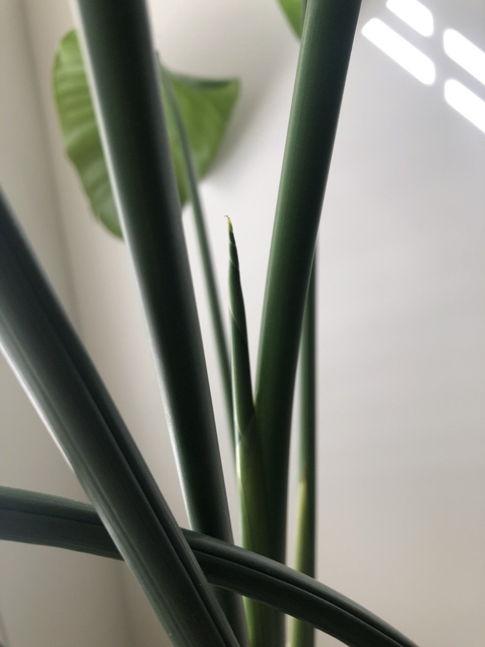 Streletzia Nicolai 170cm hoogte