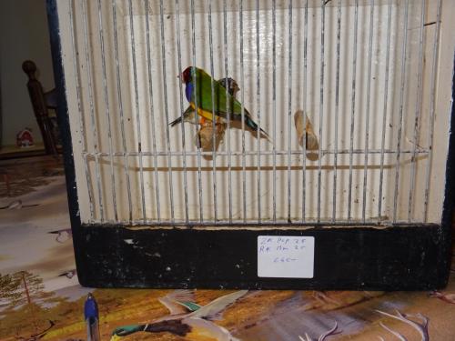 Te koop koppel mooie broedrijpe gouldsamadines van 2025