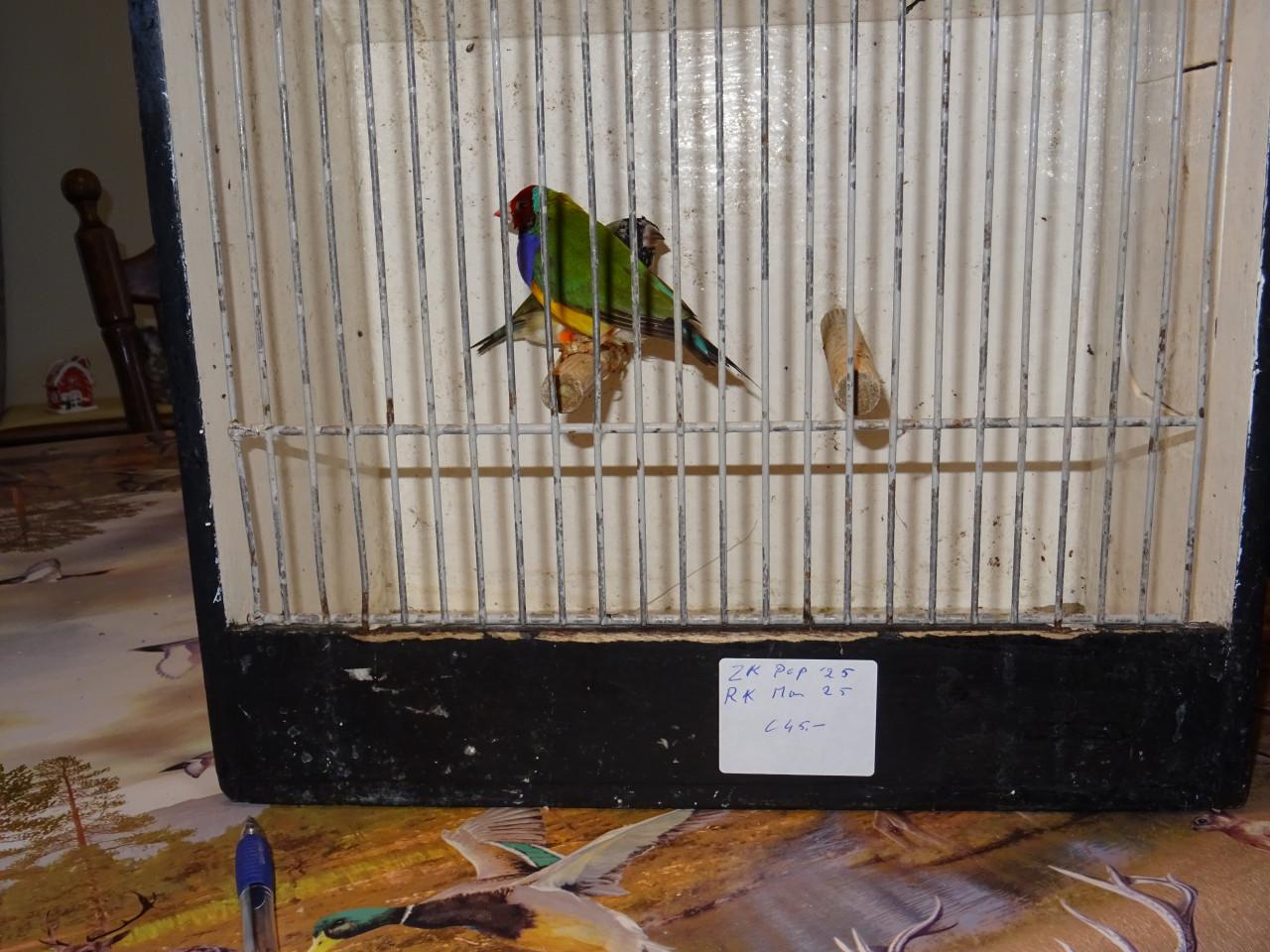 Te koop koppel mooie broedrijpe gouldsamadines van 2025