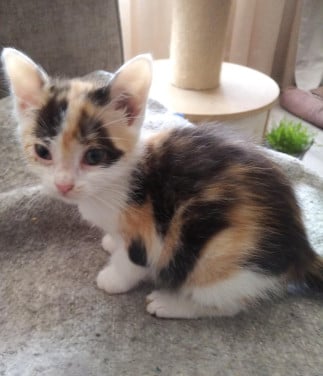 Kitten