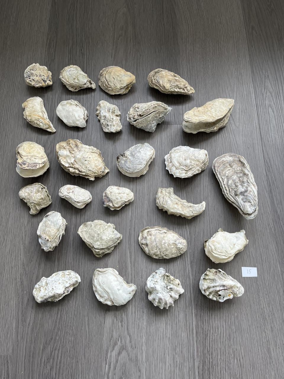 Oesterschelpen