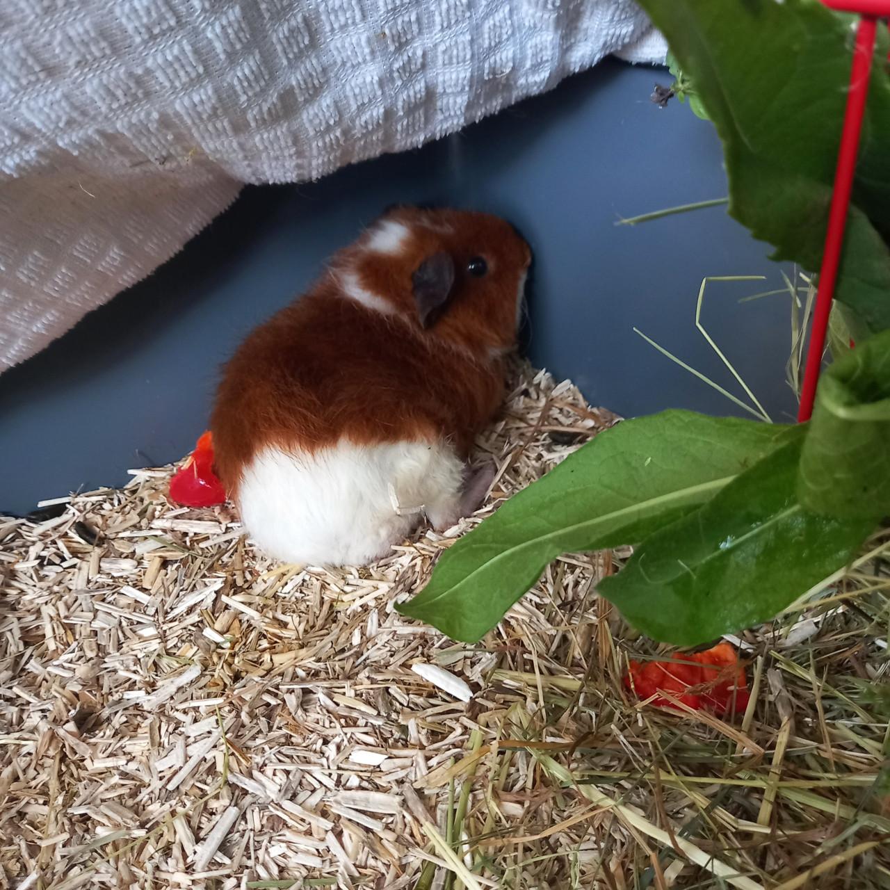 Knappe Bono en Zuko zoeken een nieuw huisje