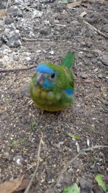 Turquoisine parkieten (tam)