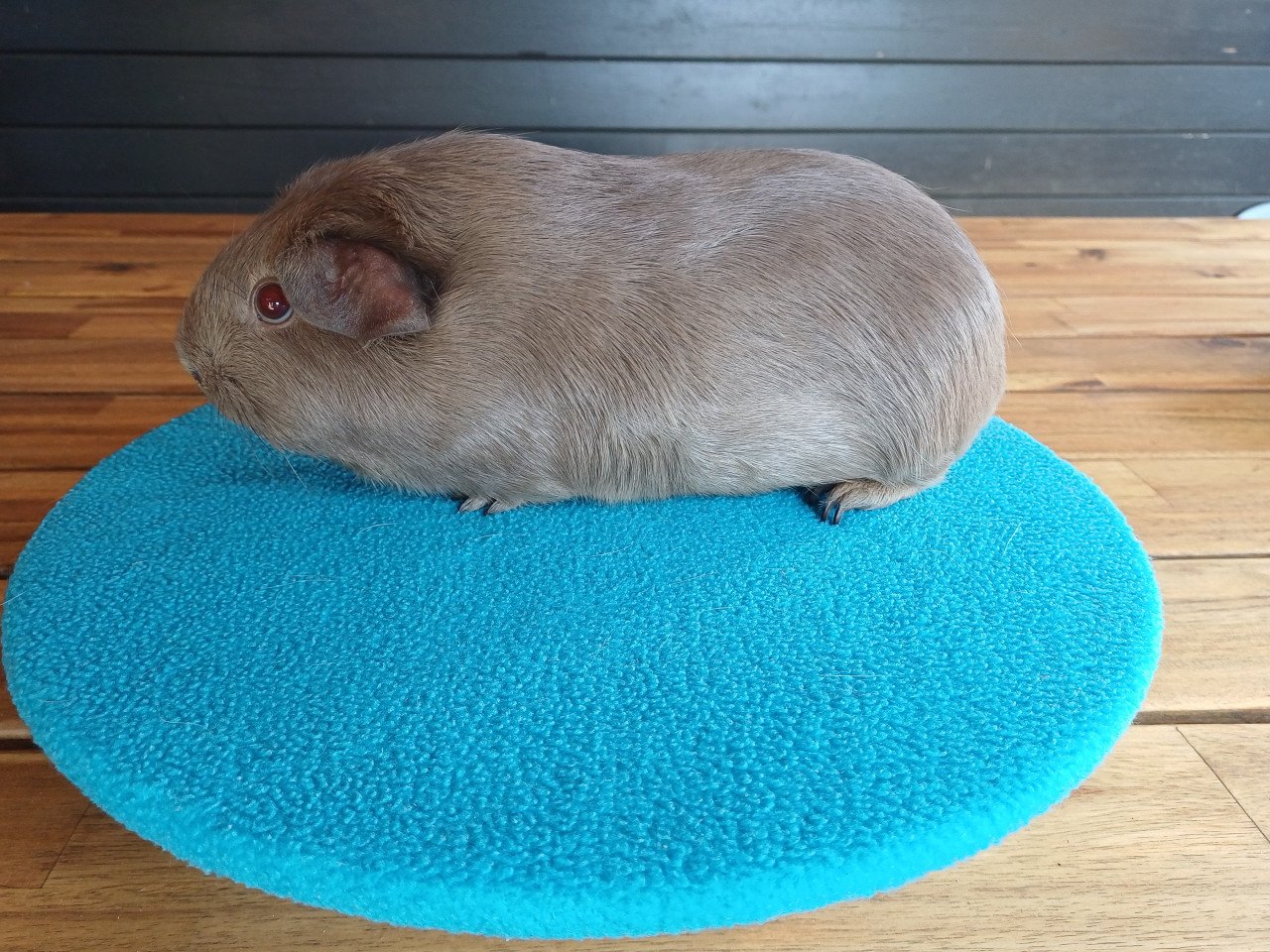 Diverse cavia's aangeboden