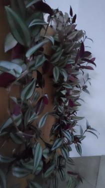 2 x tradescantia a.k.a. Vaderplant