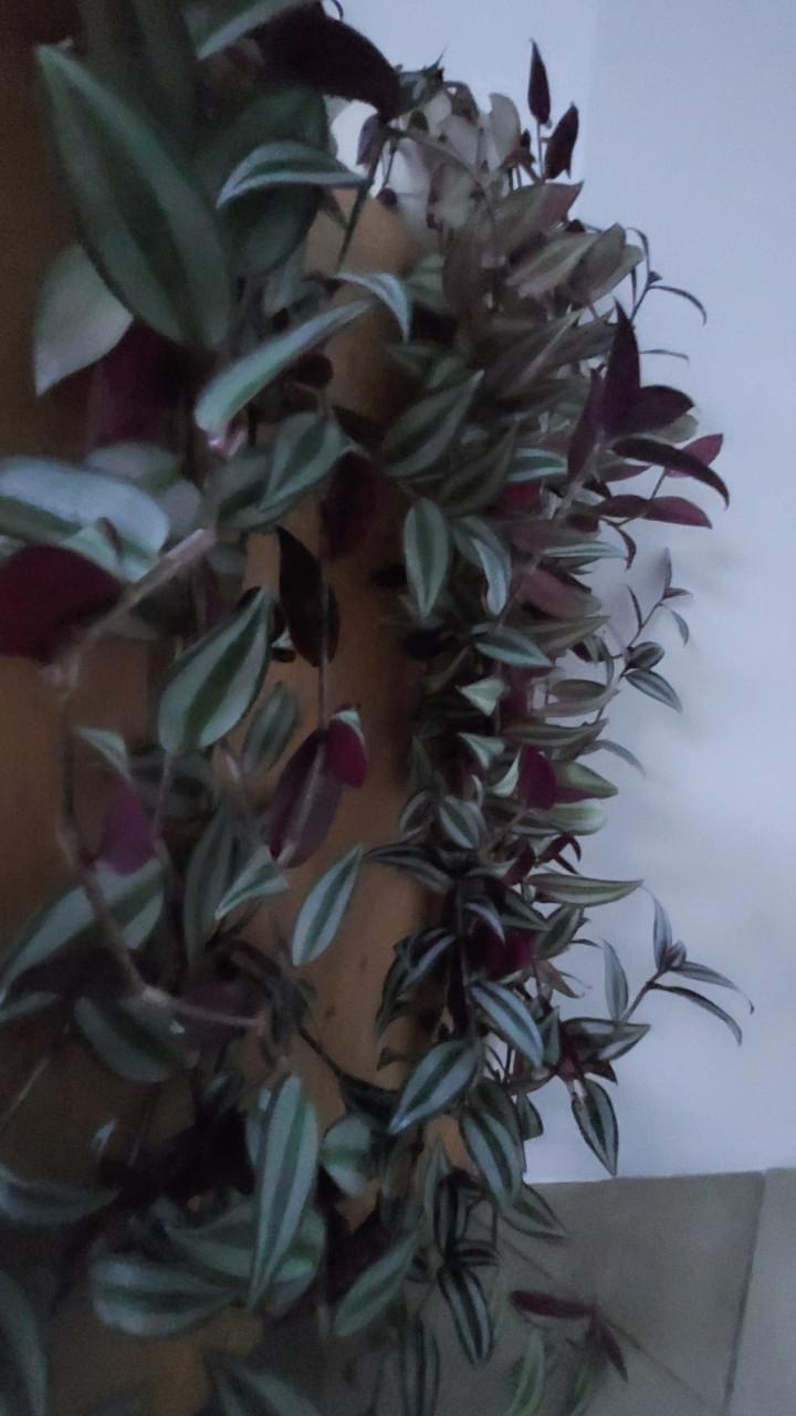 2 x tradescantia a.k.a. Vaderplant