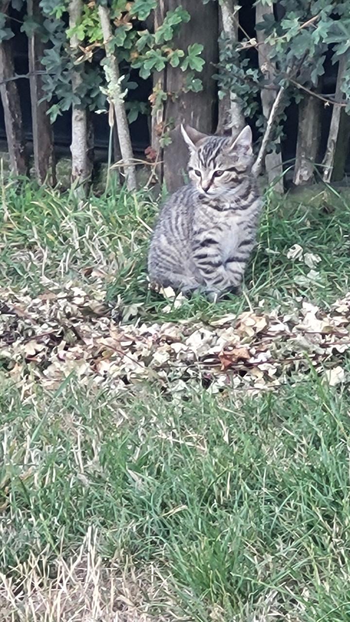 Kittens