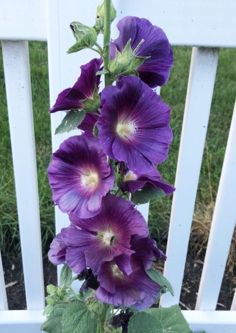 🌸🌼🌺BIOLOGISCH GEKWEEKTE ZADEN 🌺🌼🌸  €0 75,- per zakje