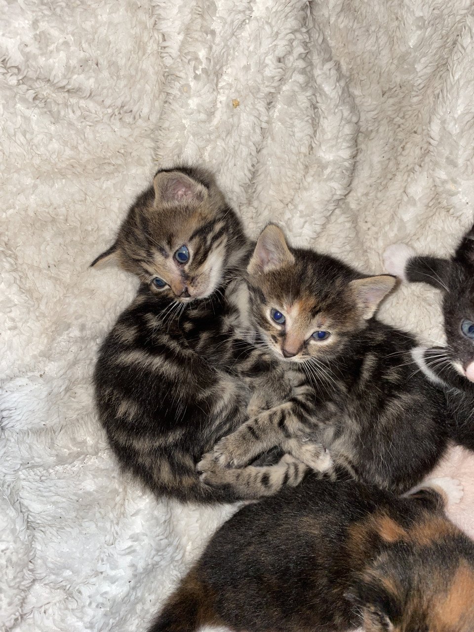 Kittens