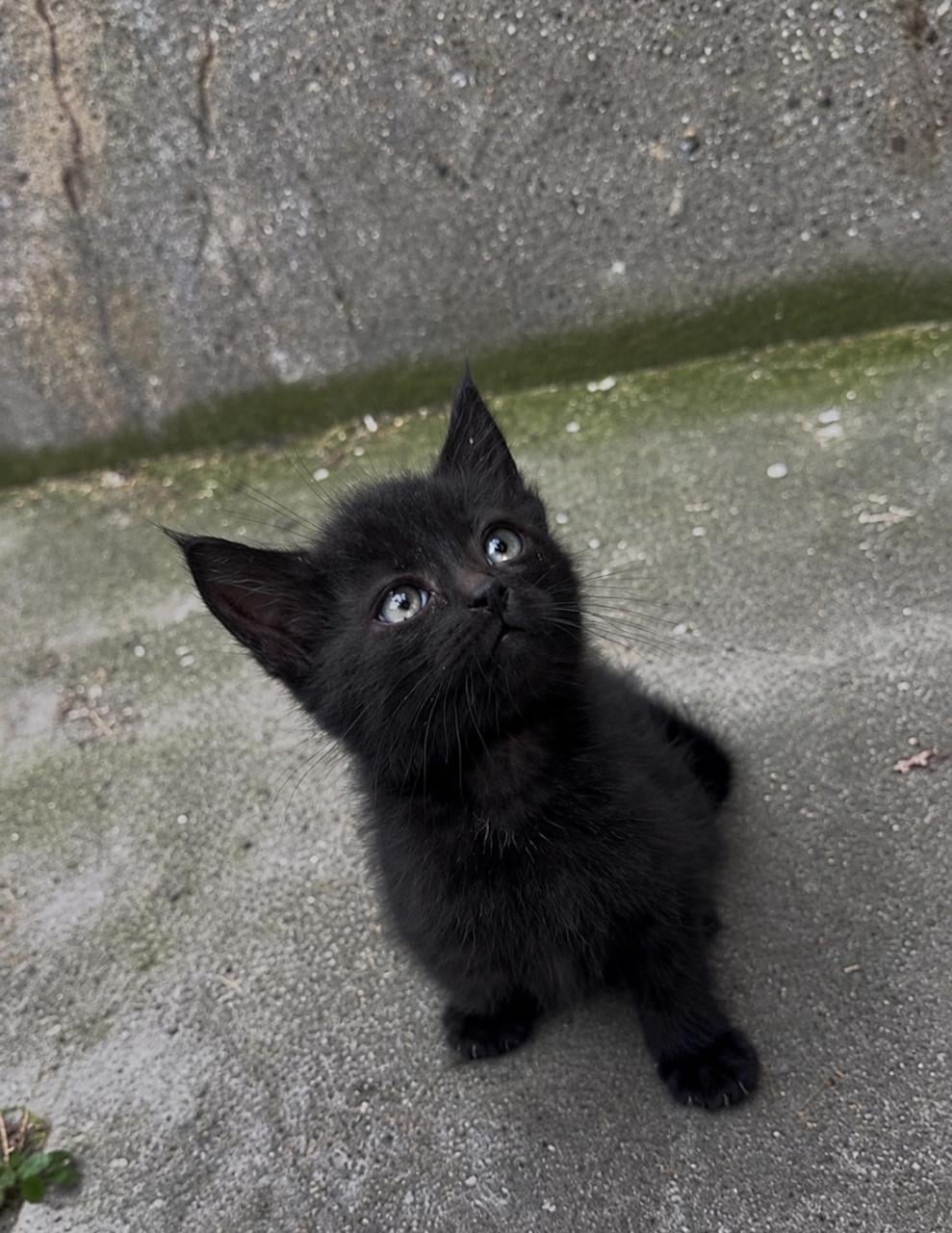 3 lieve kittens zijn nog opzoek naar een huisje🐾