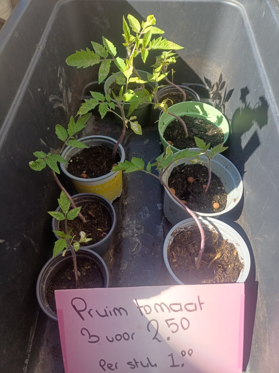 Pruim tomaten plantjes
