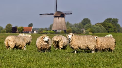 GEZOCHT! Weiland of dijk huren/kopen