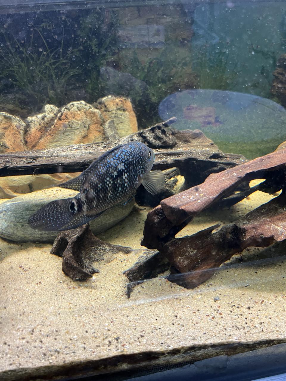 Te koop Jack Demsey cichliden man