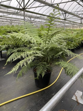 Dicksonia Antarctica | Boomvaren 35 liter pot