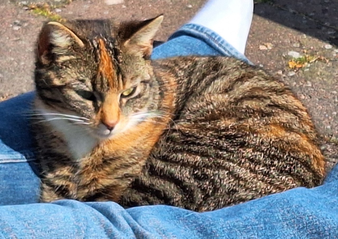 Pommetje