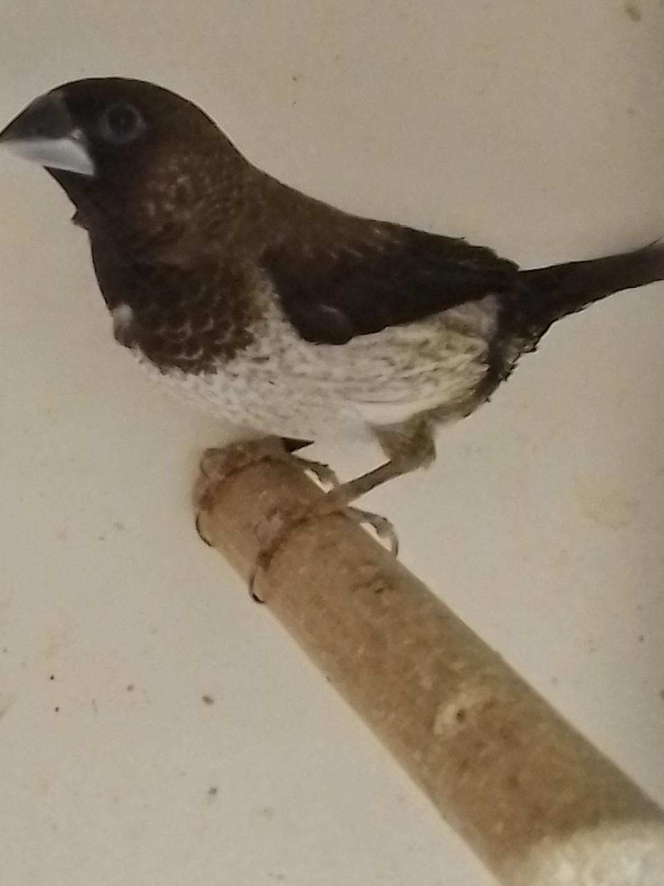 Diverse Japanse Meeuwtjes