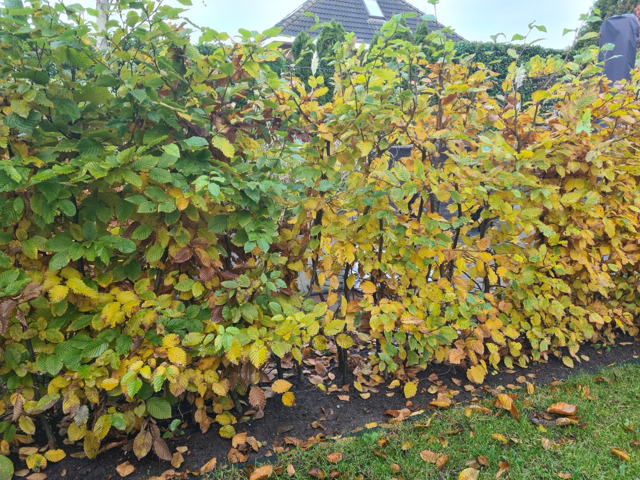 Haagbeuk - carpinus betulus potgekweekt