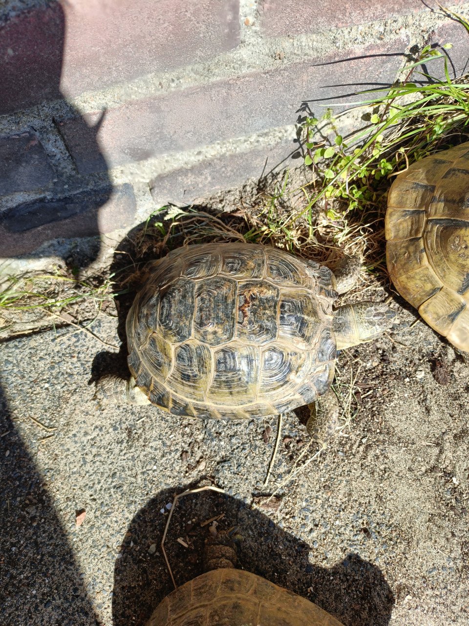Gezocht landschildpadden vrouwelijke