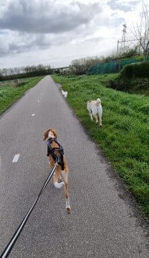 Non stop Dogwear hardlooptuigje