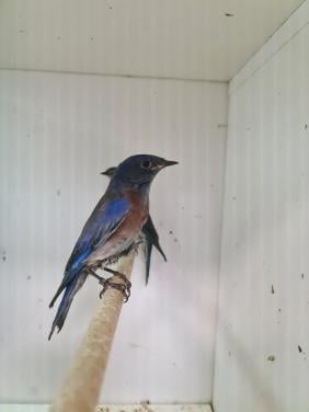 1-1 blauwkeel sialia