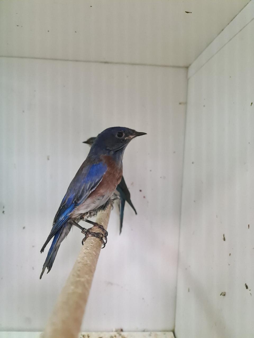 1-1 blauwkeel sialia