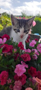 Schattige kittens 😻