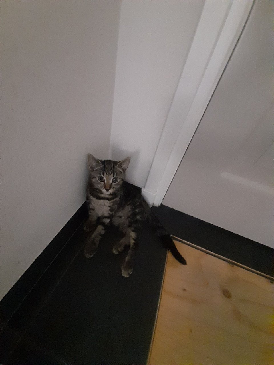 Kittens die nog een goed huisje zoeken!