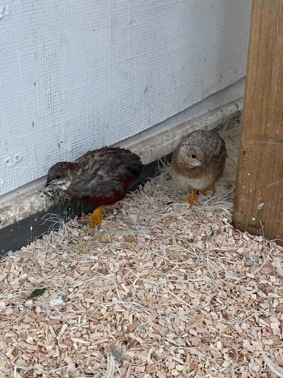 Jonge Dwerg kwartels