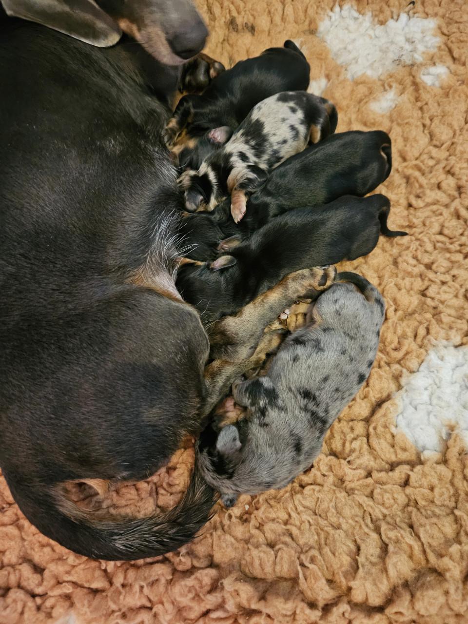 FATTORIA DEL BASOTTO teckel kennel