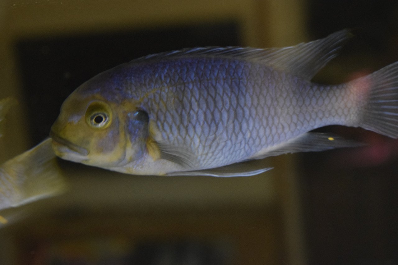 Malawi Mbuna man (Petrotilapia "yellow chin") Best dringend, GRATIS