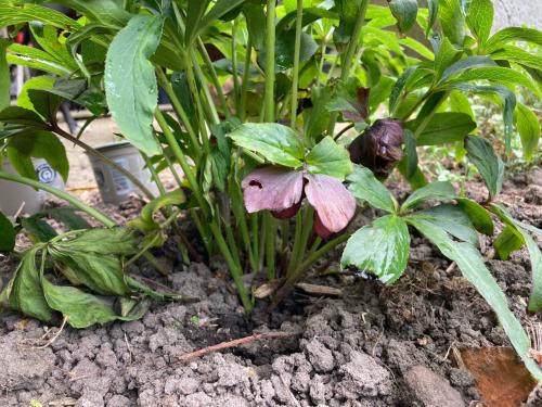 Donker rode helleborus