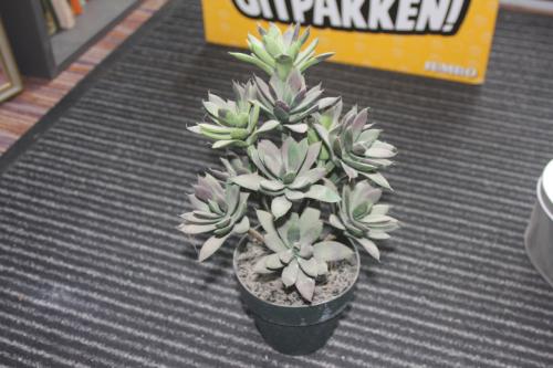 Kunst plant...GERESERVEERD