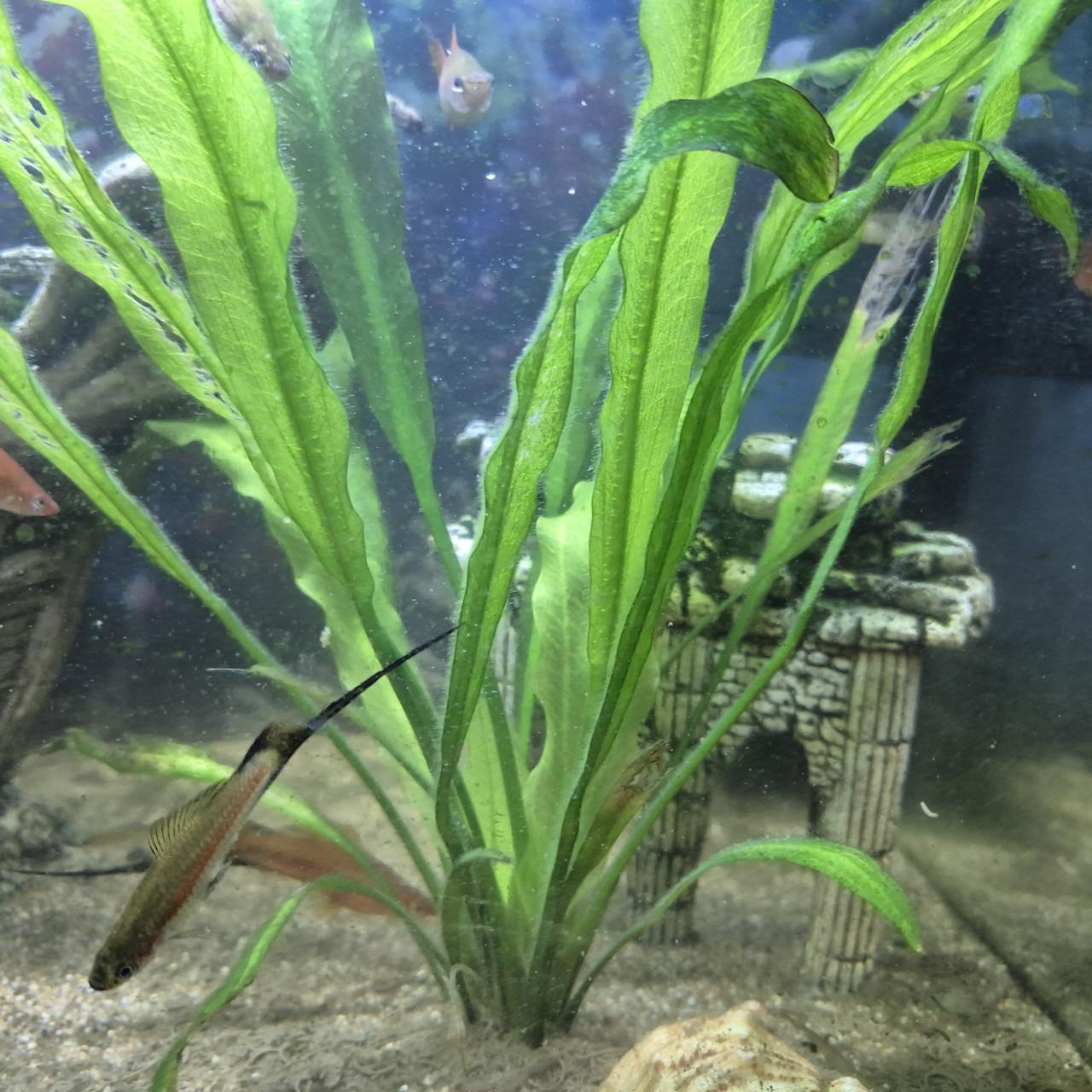 Aquarium vissen