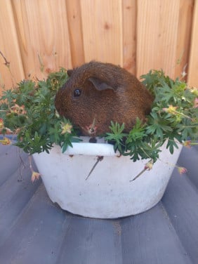 Vrouwtjes cavia