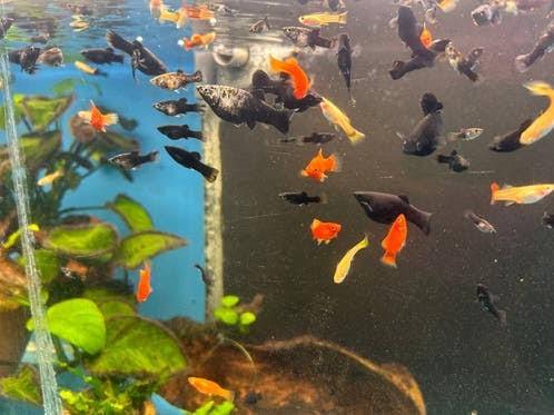 Platy visjes groot een klein diverse kleuren