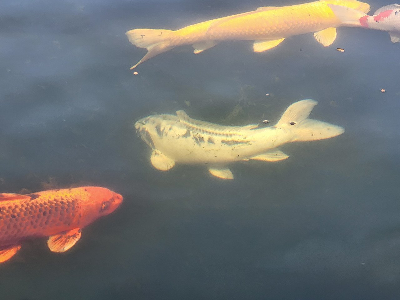Koi's verkoop