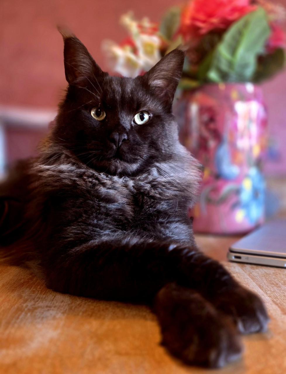 Mainecoon silver tabby and black smoke