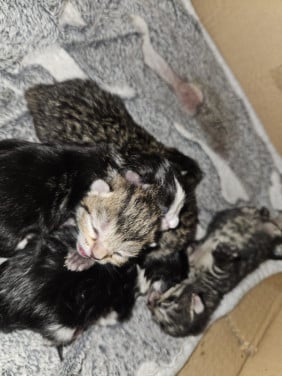 Kittens