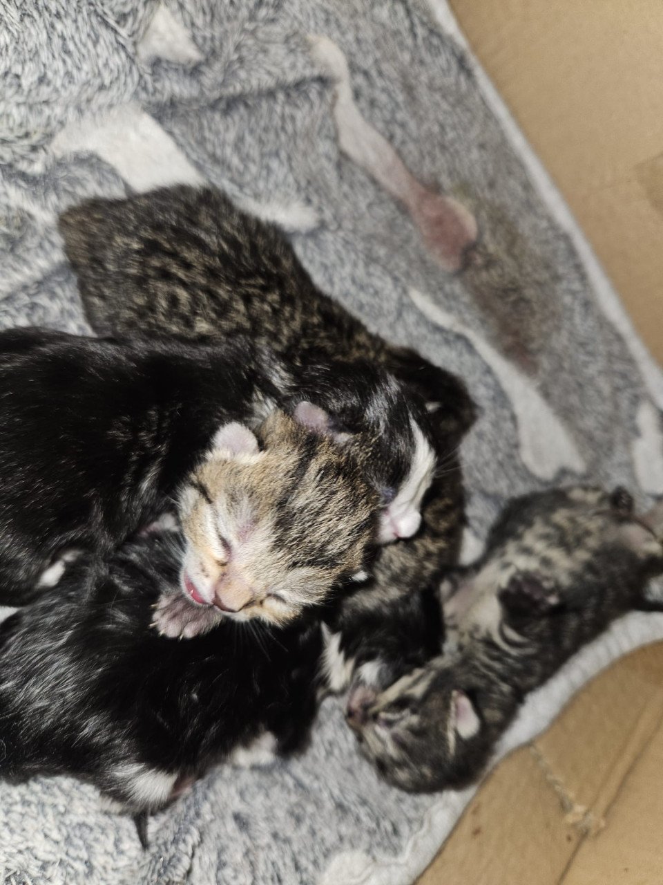 Kittens