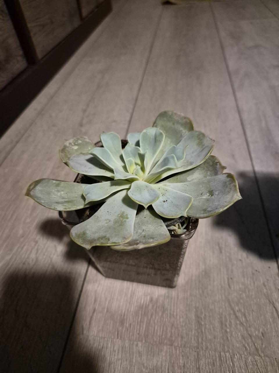 Plantjes